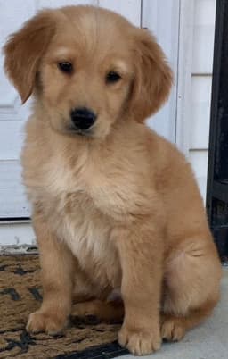 Brookes Barney/ Barney’s AKC Golden Retrievers