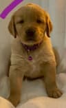 Golden Retriever Puppies