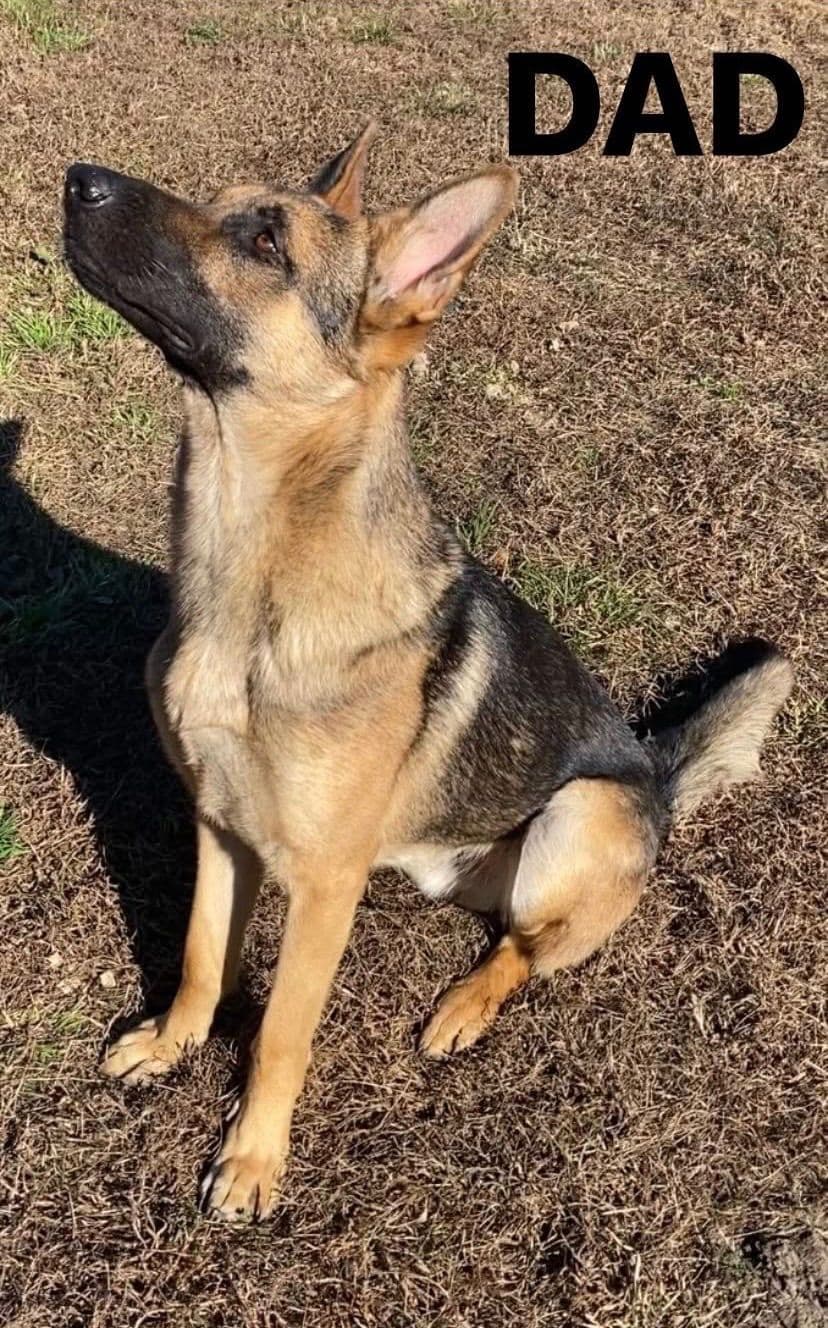 German Shepherd Puppies breeder image 3