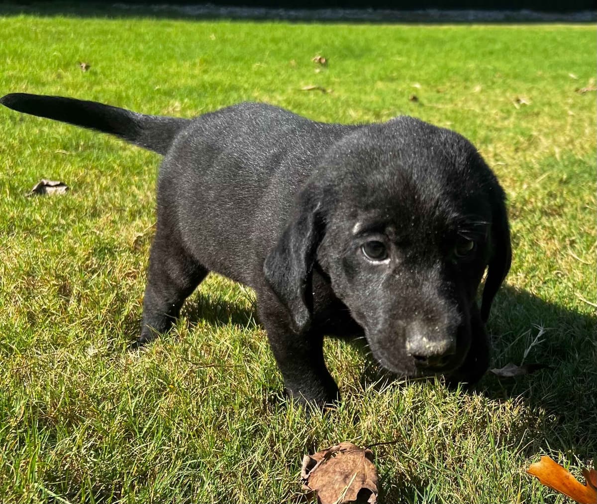Labrador Retriever Puppies breeder image 4