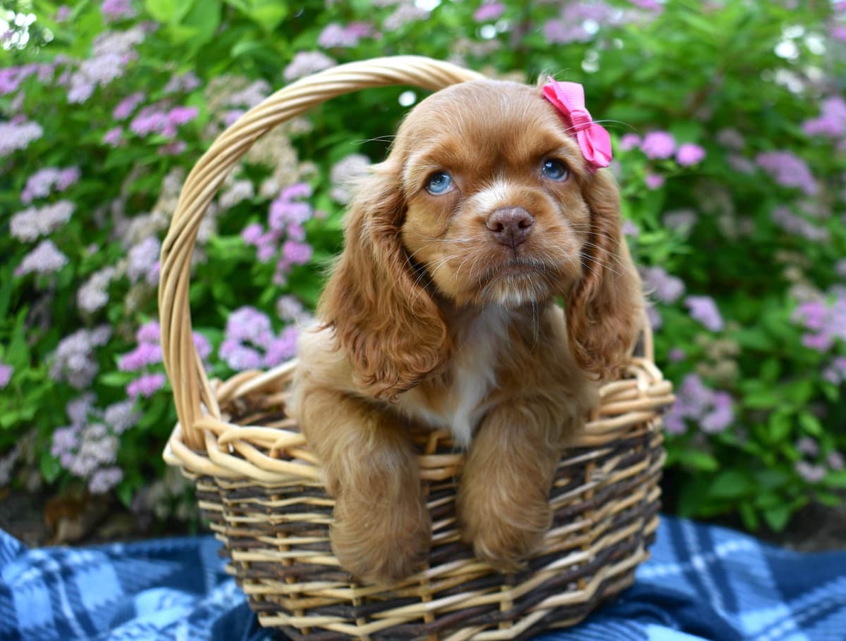 Cocker Spaniel Puppies breeder image 3
