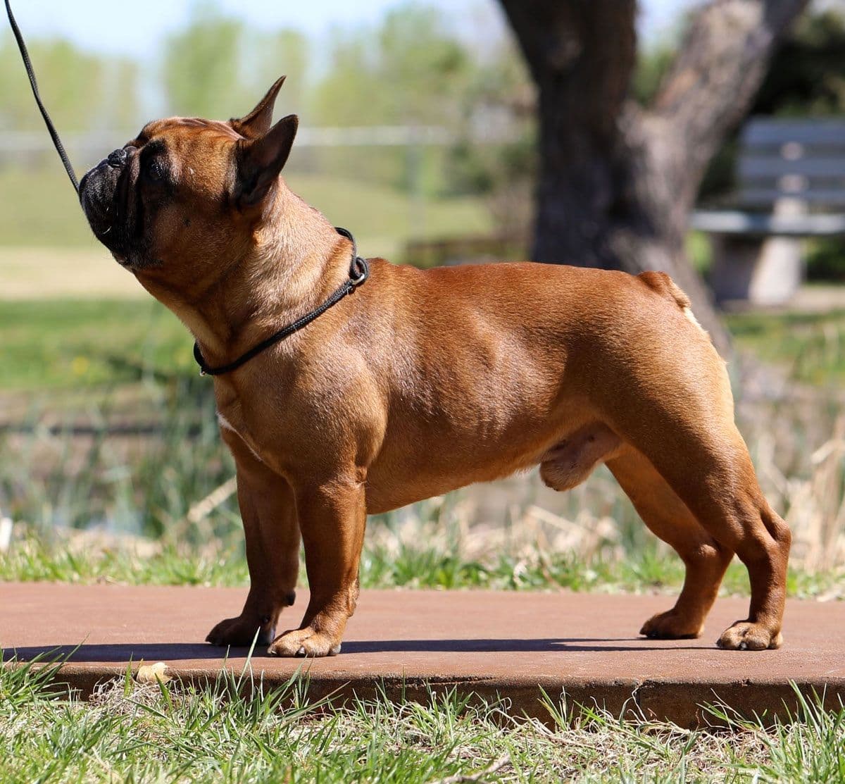 Stunning Pied French Bulldog Puppies breeder image 6