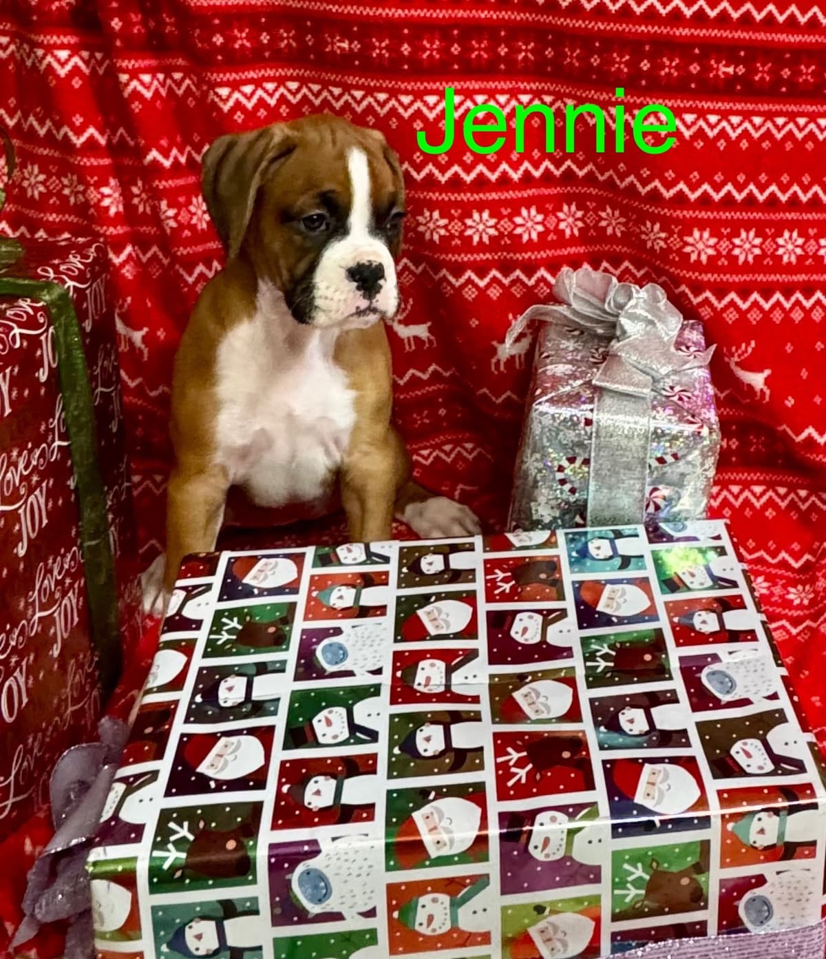 Boxer Puppies breeder image 9