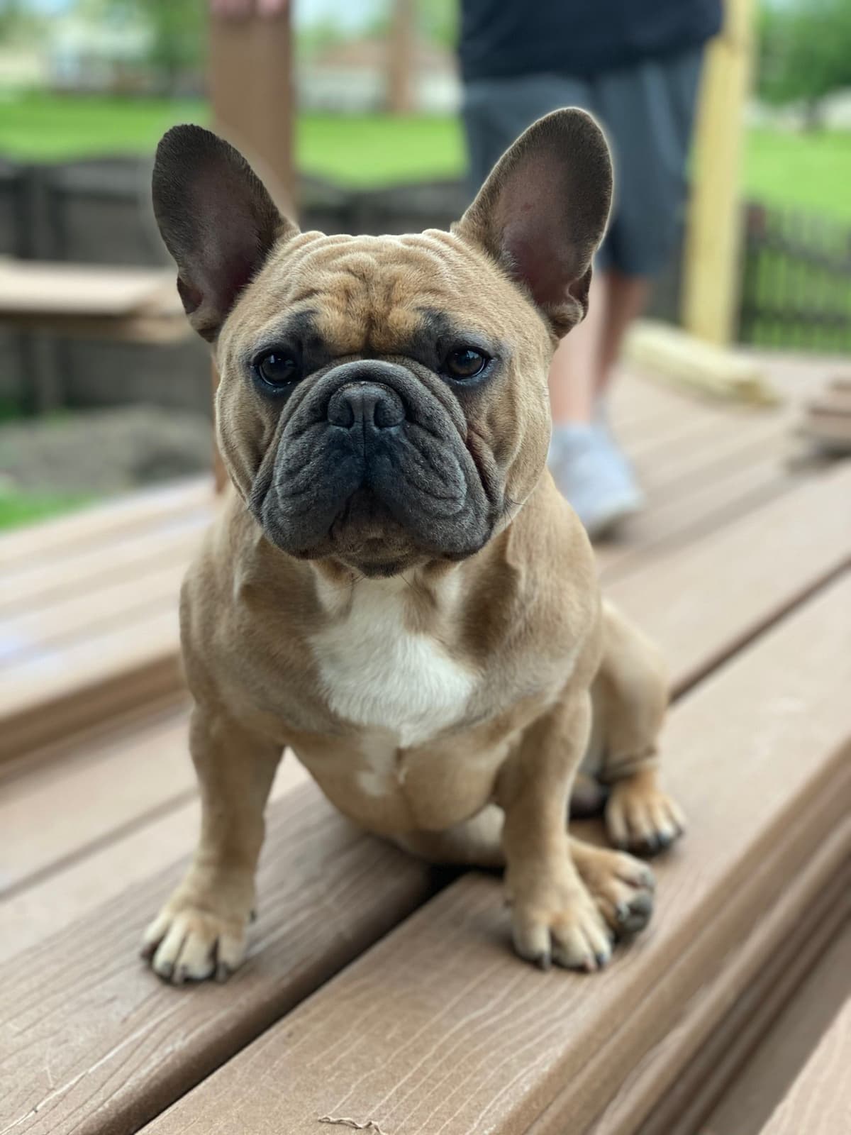 French Bulldog Puppies breeder image 5