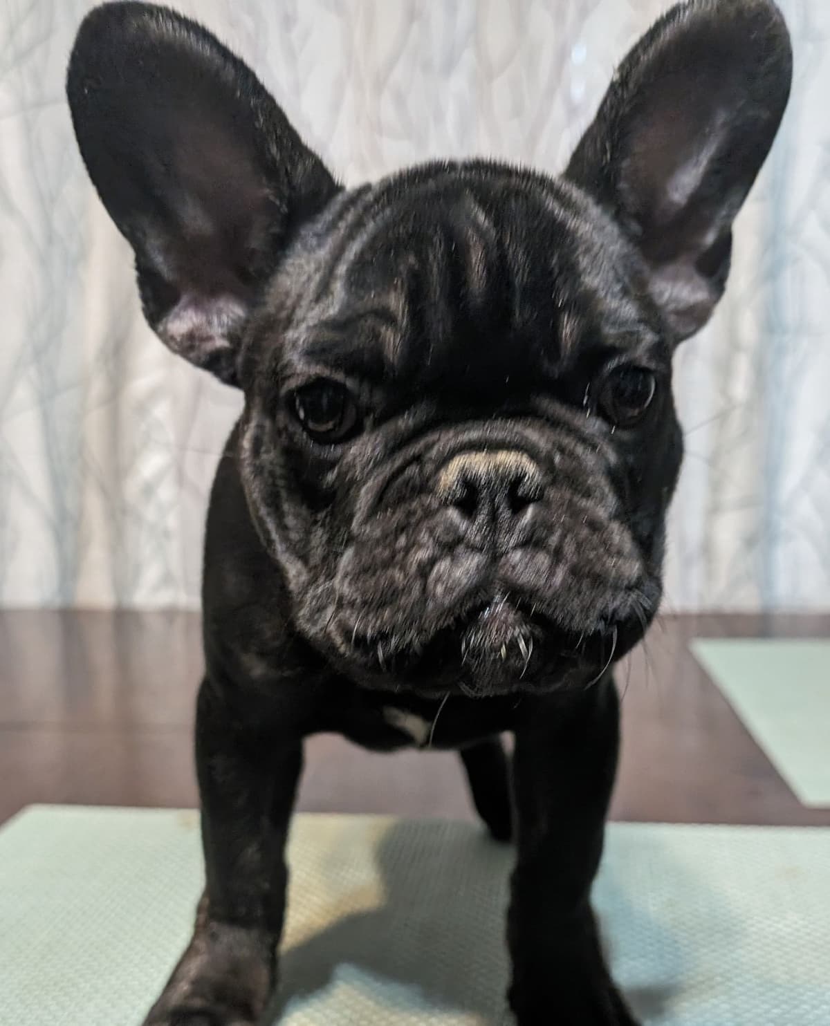 French Bulldog Puppies breeder image 10