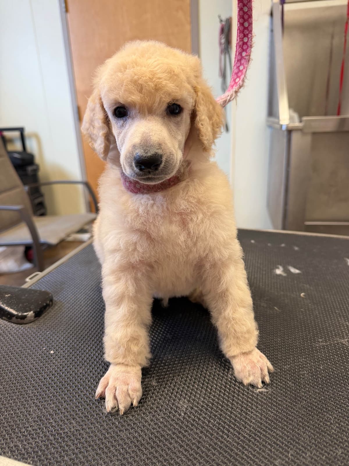 Poodle Puppies breeder image 9