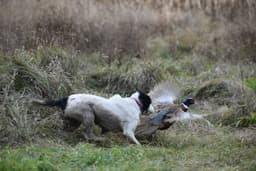 Upland North Kennel