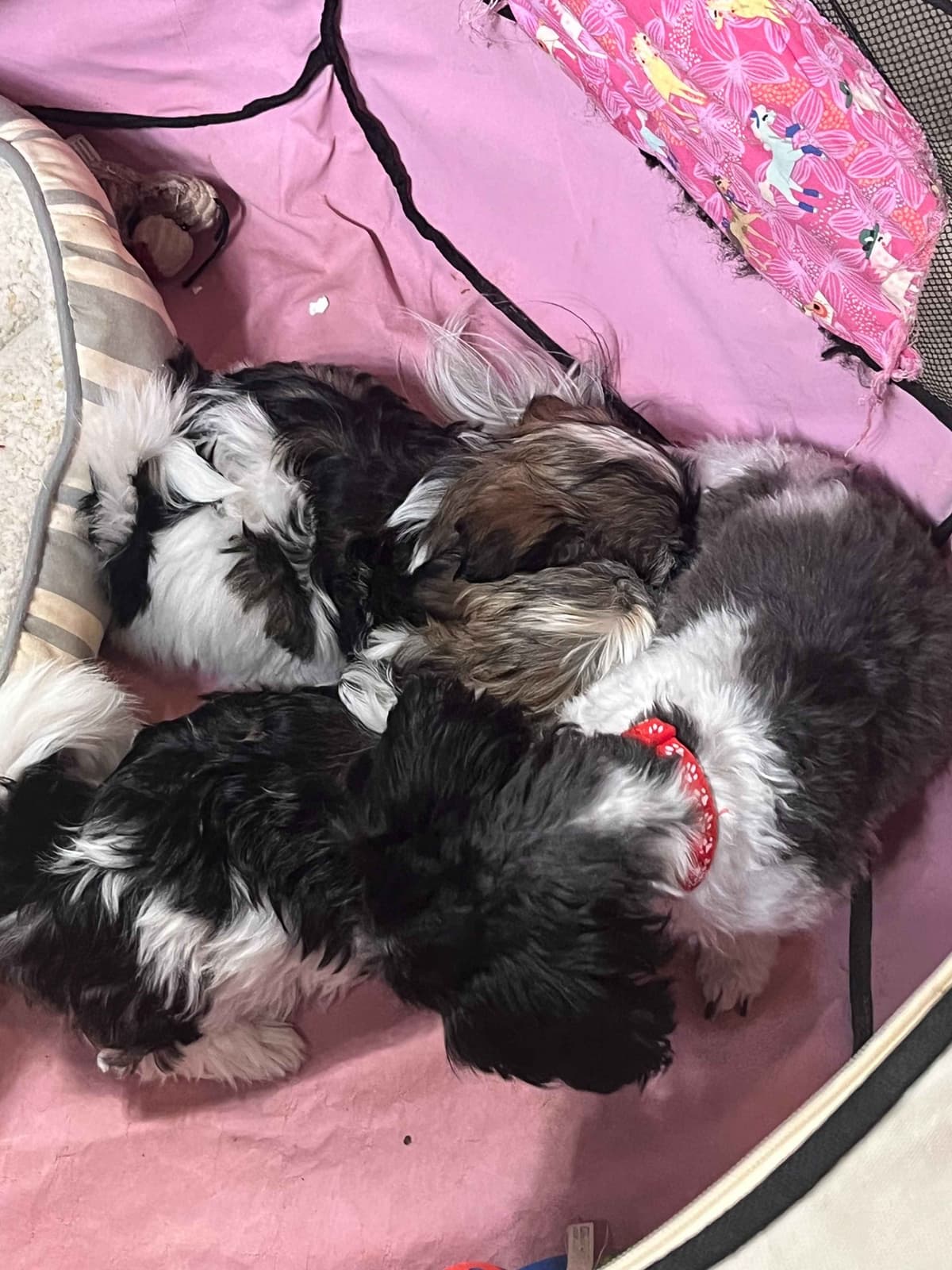 Havanese Puppies breeder image 9