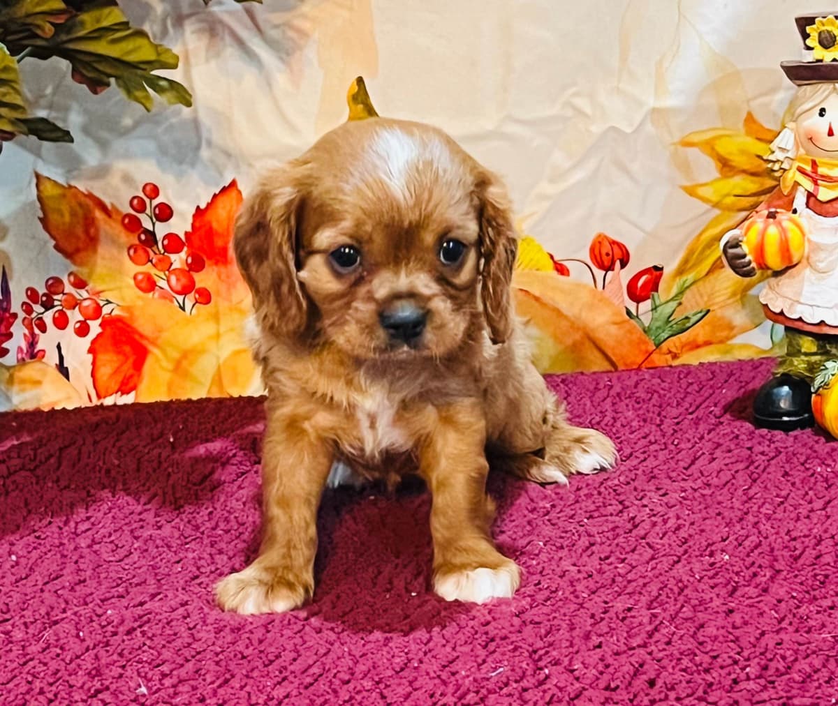 Cavalier King Charles Spaniel Puppies breeder image 3