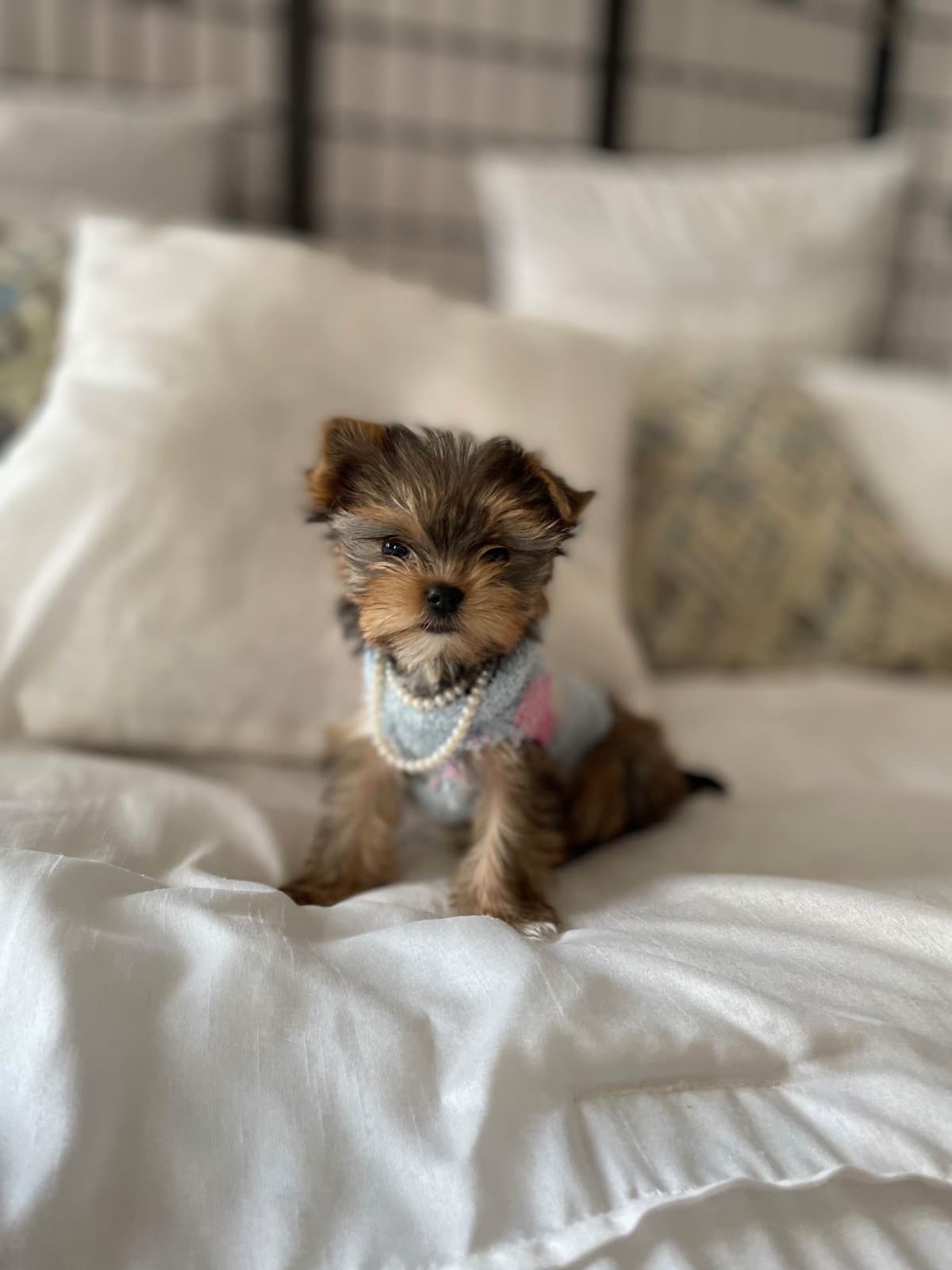 Yorkshire Terrier Puppies breeder image 3