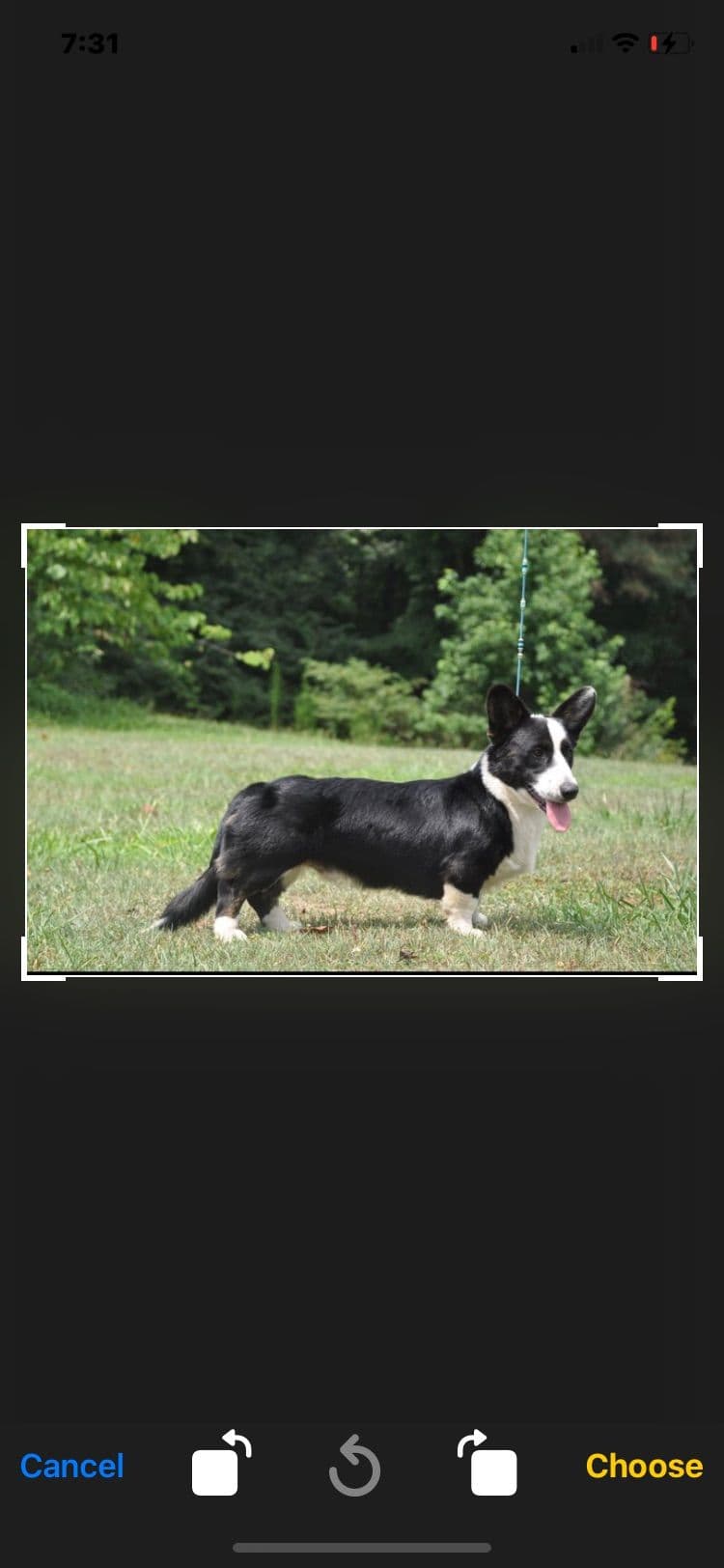 Cardigan Welsh Corgi Puppies breeder image 7
