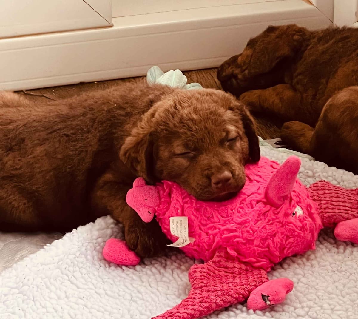 Chesapeake Bay Retriever Puppies breeder image 1