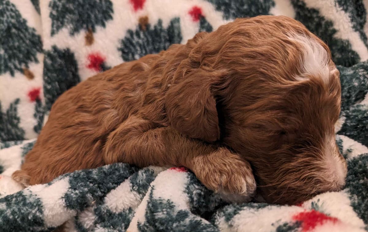 Poodle Puppies breeder image 1