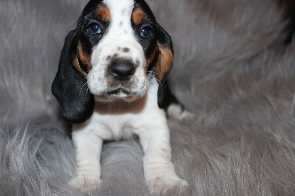 Basset Hound Puppies breeder image 4