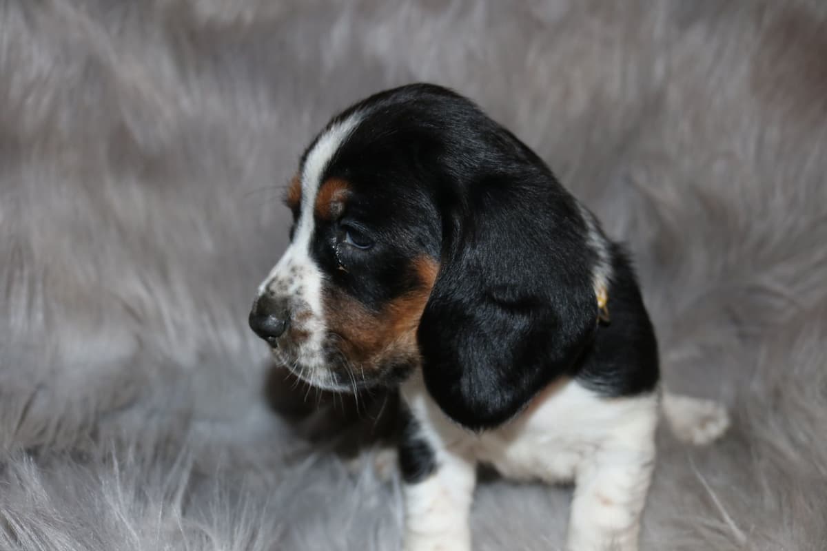 Basset Hound Puppies breeder image 7