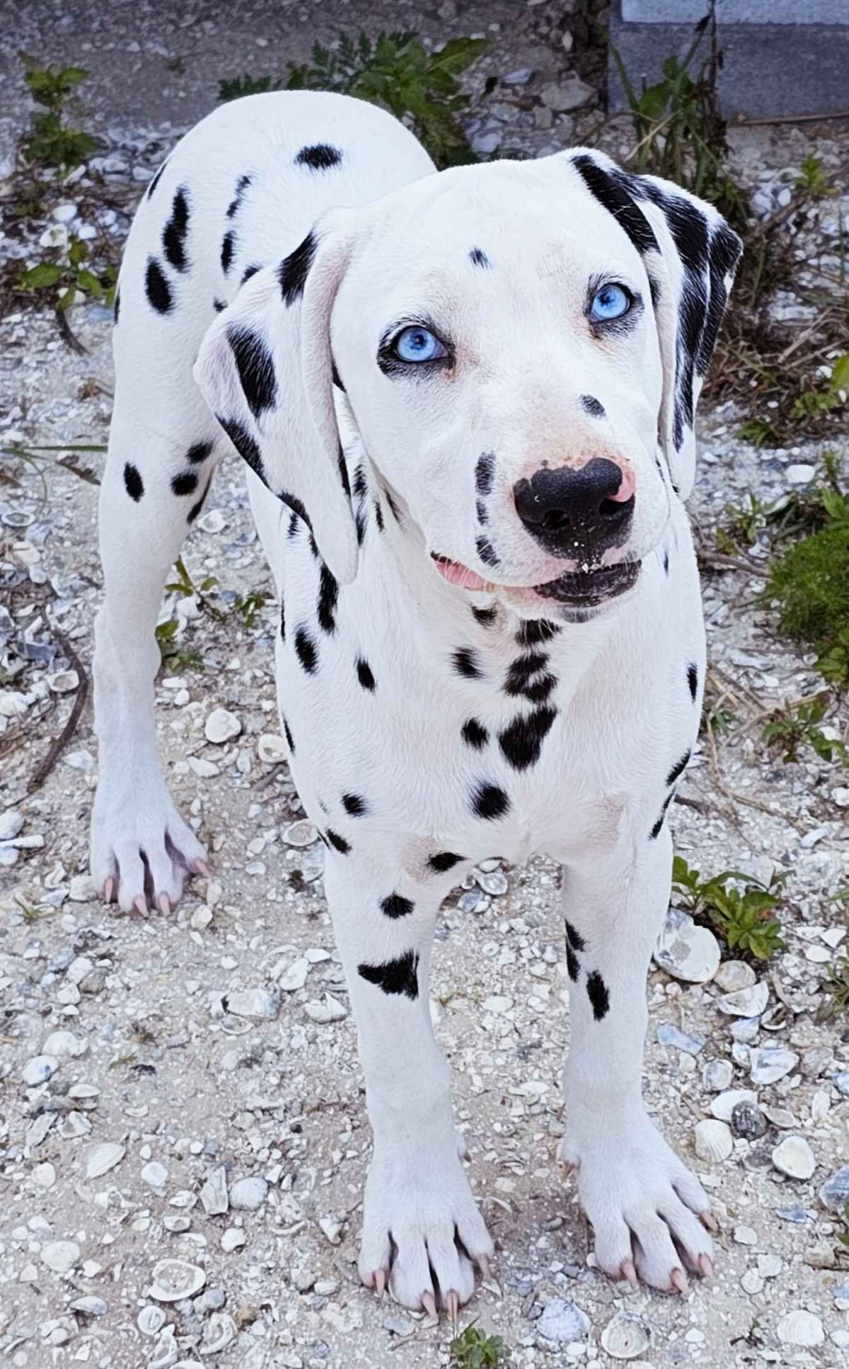 Dalmatian Puppies breeder image 1