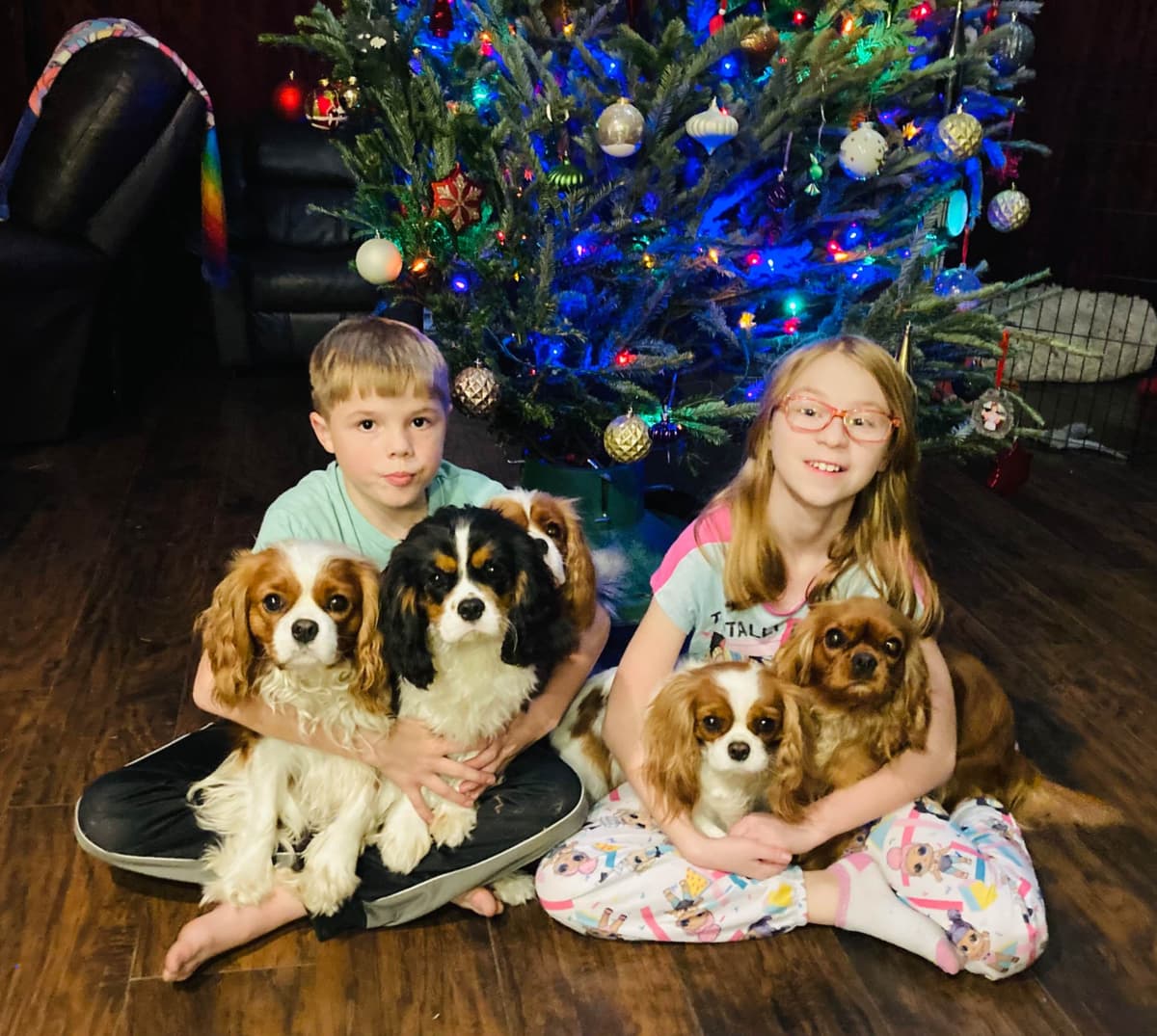 Cavalier King Charles Spaniel Puppies breeder image 24