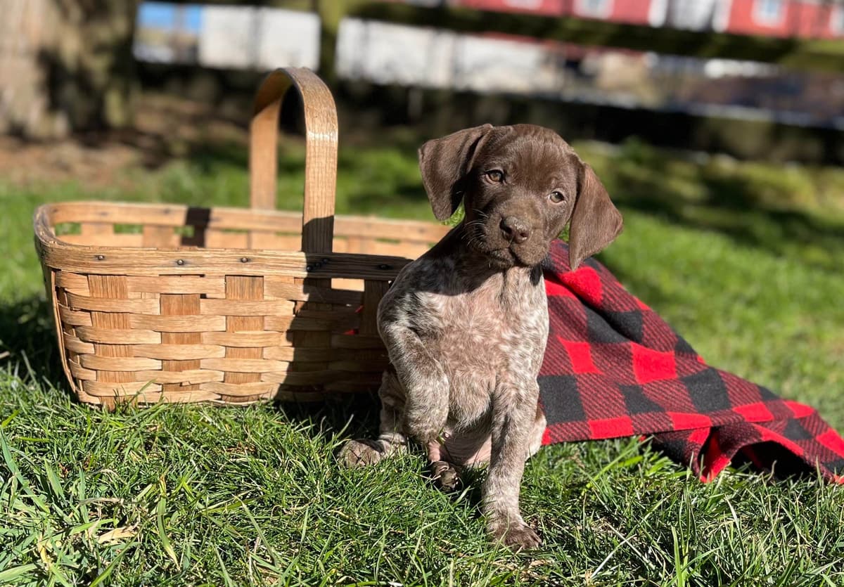 $595 Hip Cert❤️German Shorthaired Pointer Puppies. Text 717-929-8733 breeder image 5