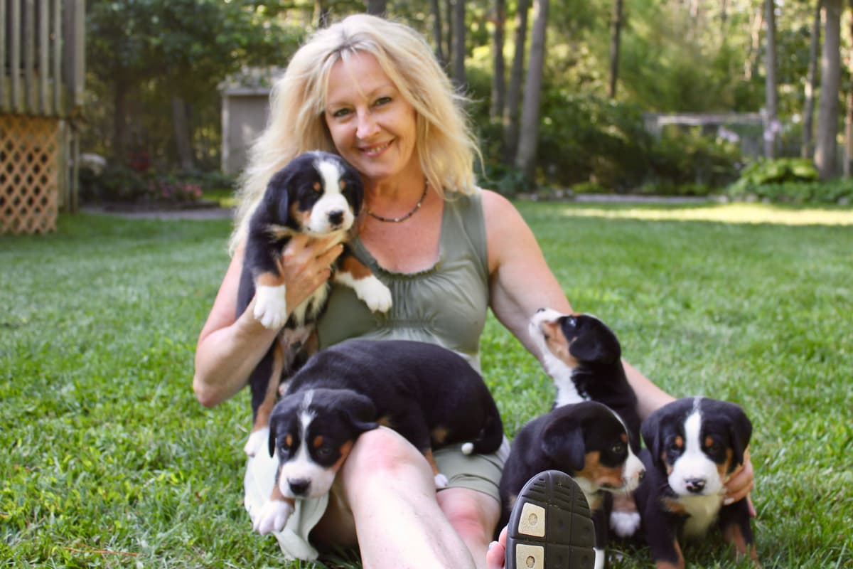 Greater Swiss Mountain Dog Puppies breeder image 1