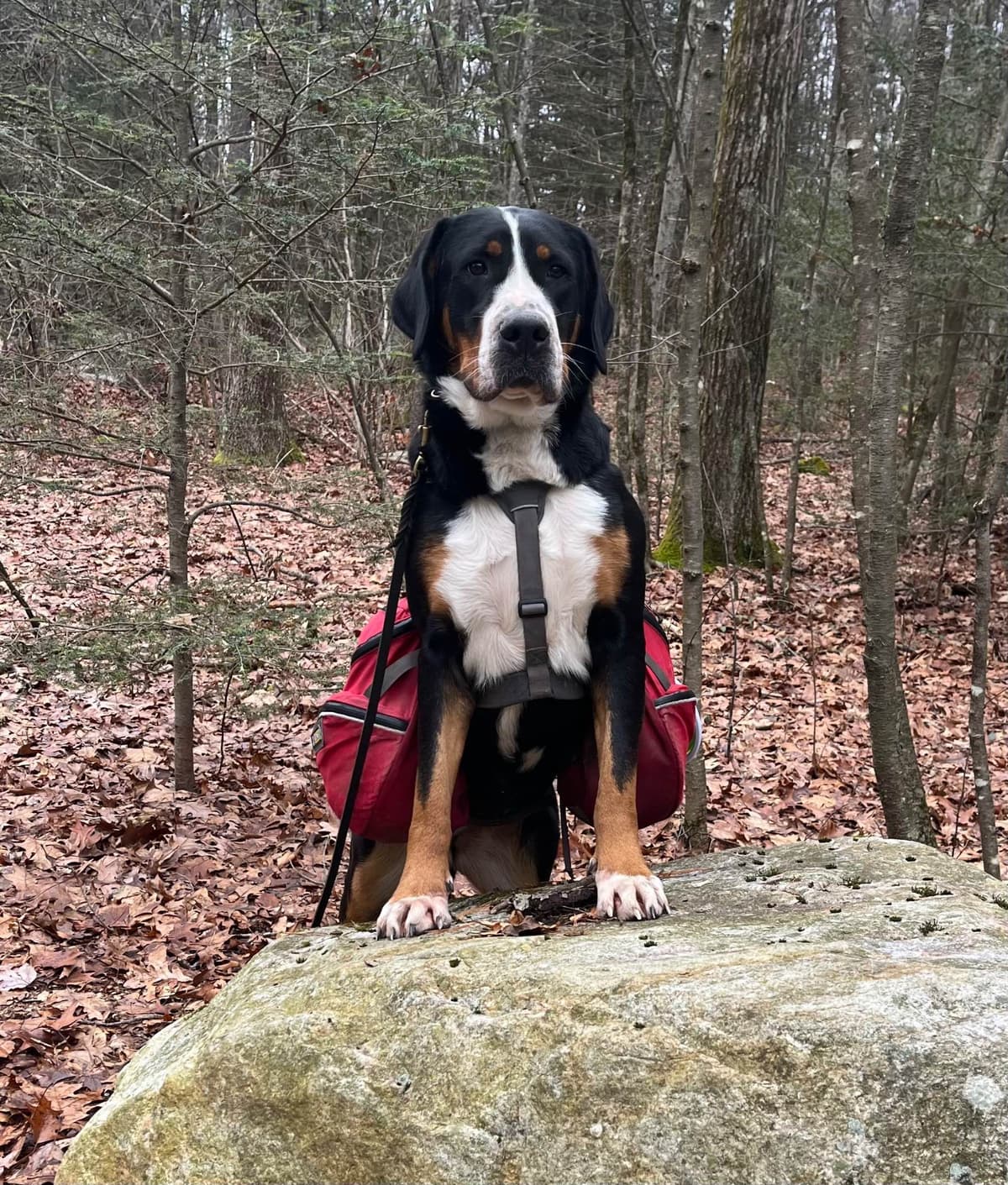 Greater Swiss Mountain Dog Puppies breeder image 12