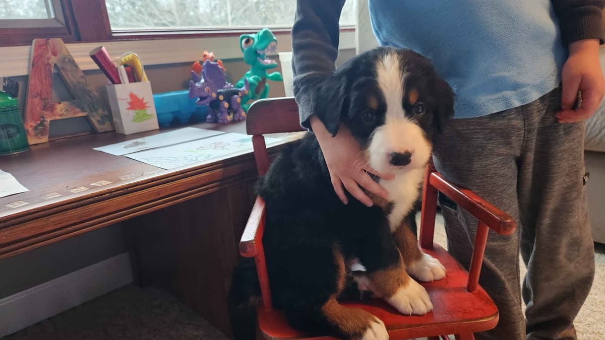 Bernese Mountain Dog Puppies breeder image 2