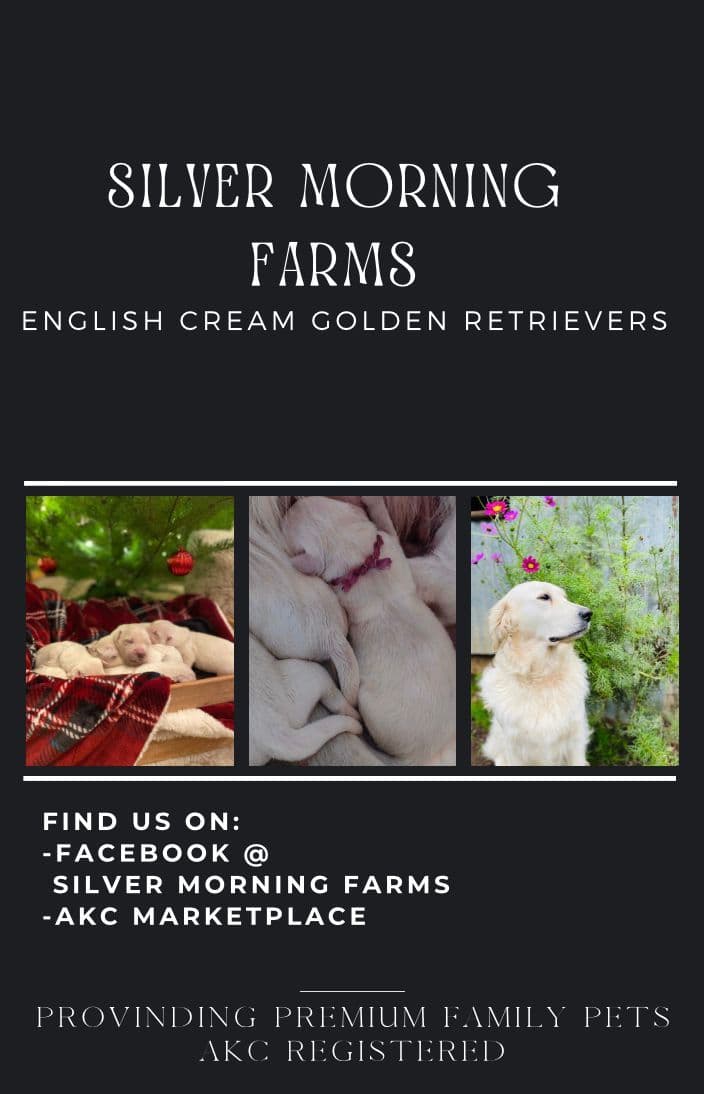 Golden Retriever Puppies: English Cream breeder image 6