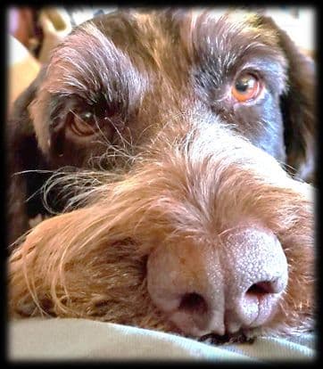 German Wirehaired Pointer Puppies breeder image 6