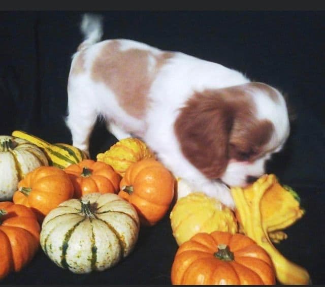 Cavalier King Charles Spaniel Puppies/older males breeder image 15