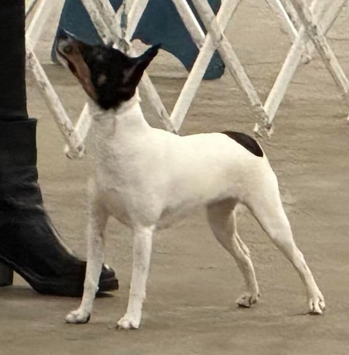 Toy Fox Terrier Puppies breeder image 3