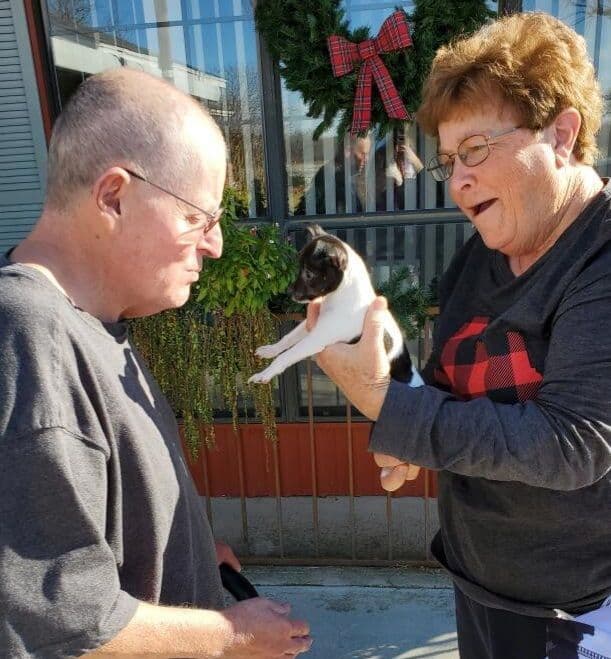 Toy Fox Terrier Puppies breeder image 6