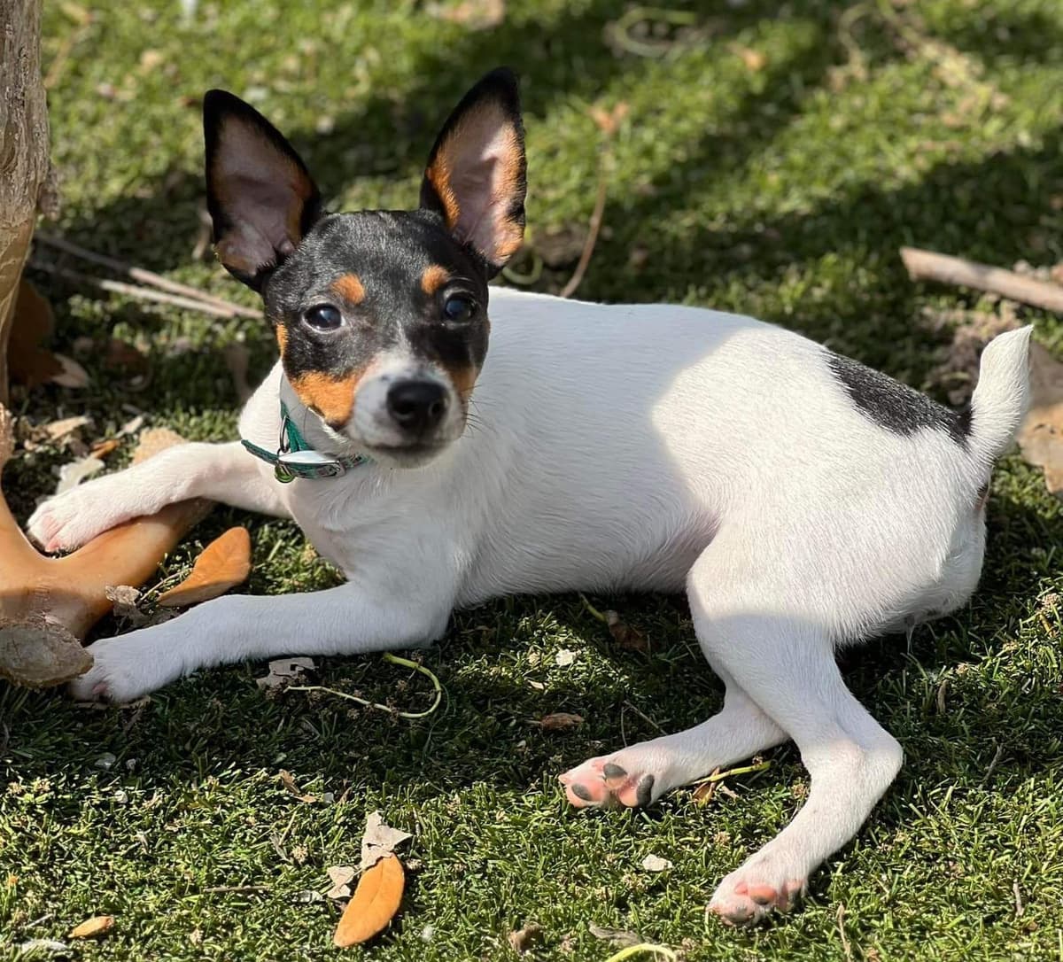 Toy Fox Terrier Puppies breeder image 23