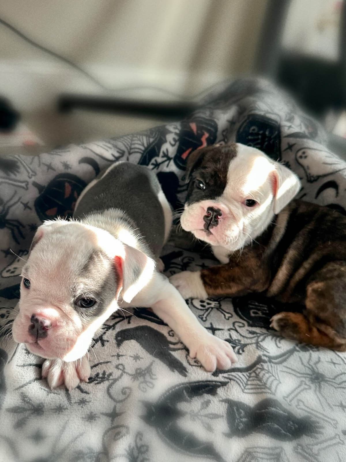 Bulldog Puppies breeder image 6