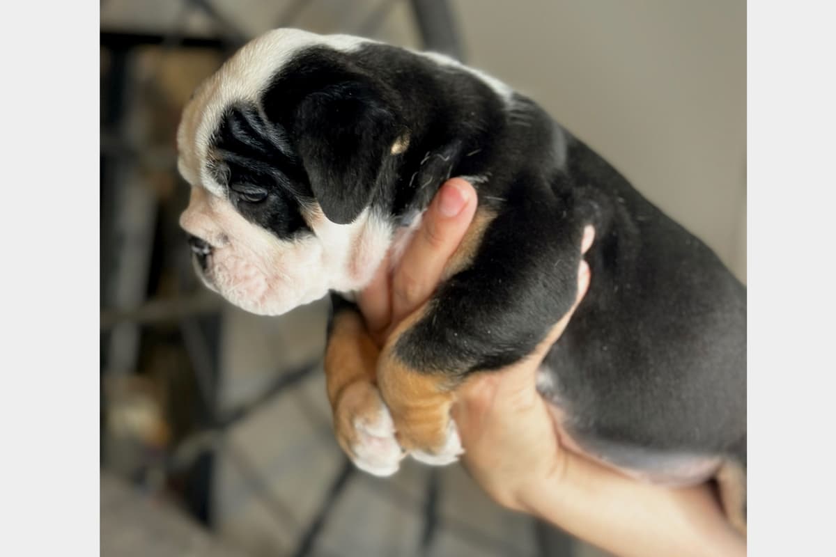 Bulldog Puppies breeder image 19