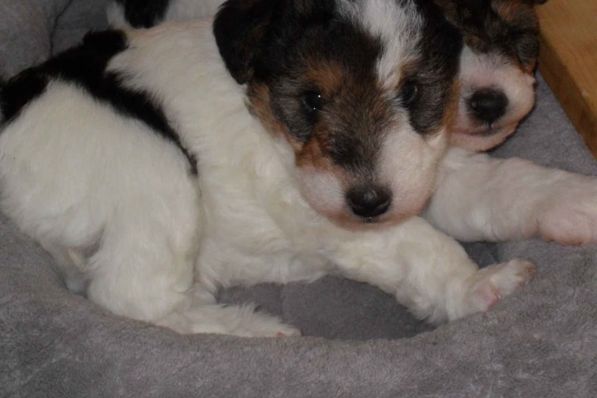 Wire Fox Terrier Puppies breeder image 8