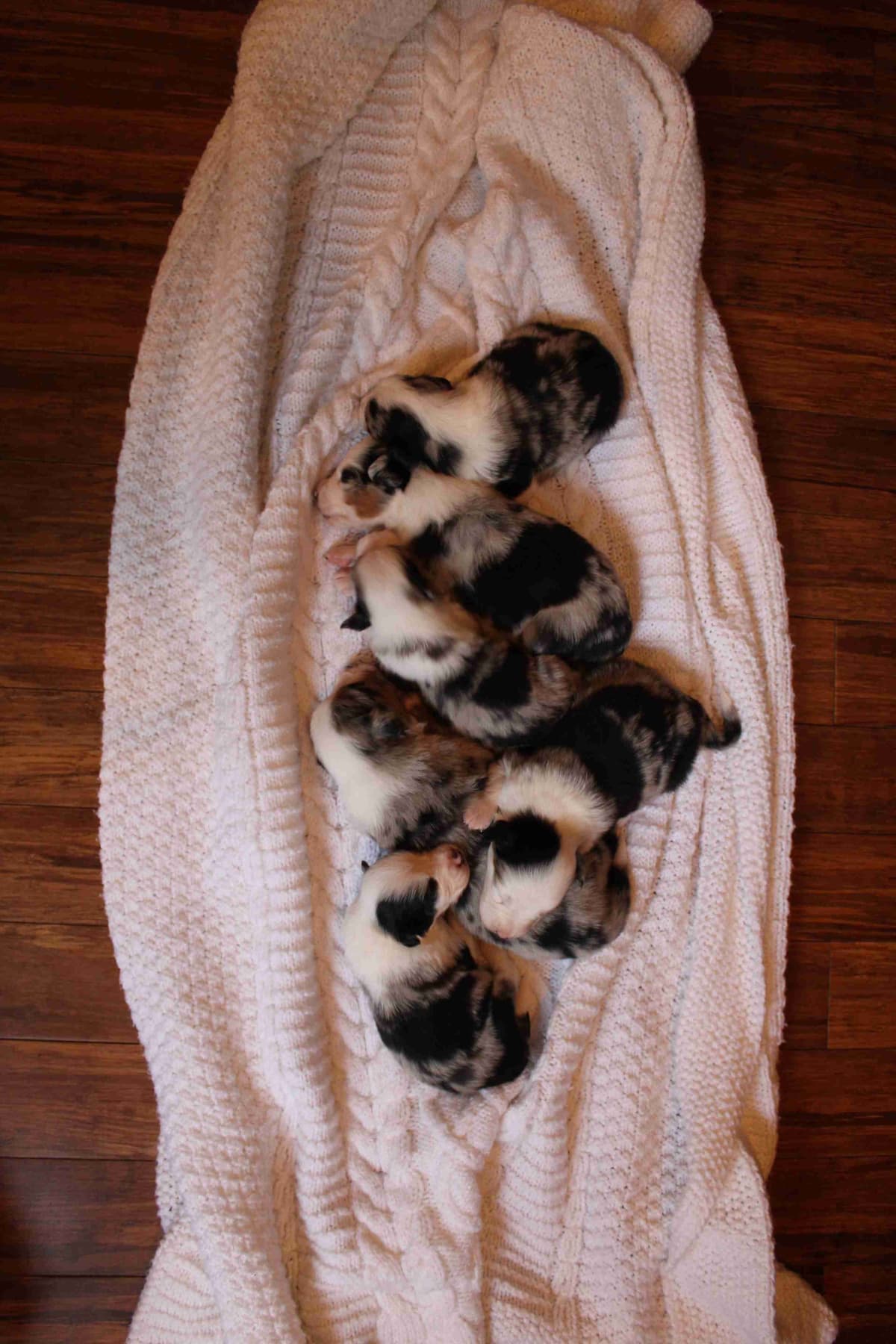 Miniature American Shepherd Puppies breeder image 10