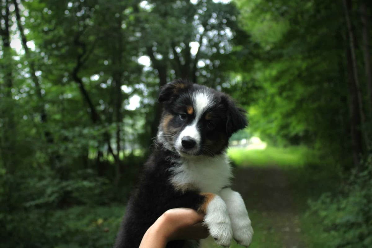 Miniature American Shepherd Puppies breeder image 15