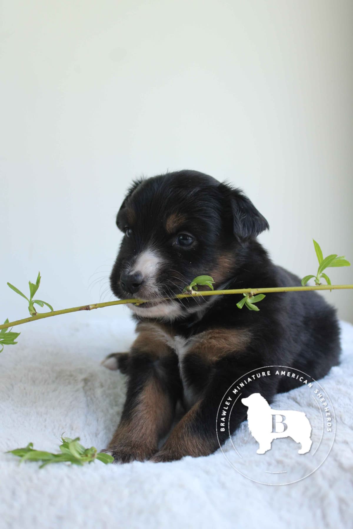 Miniature American Shepherd Puppies breeder image 19