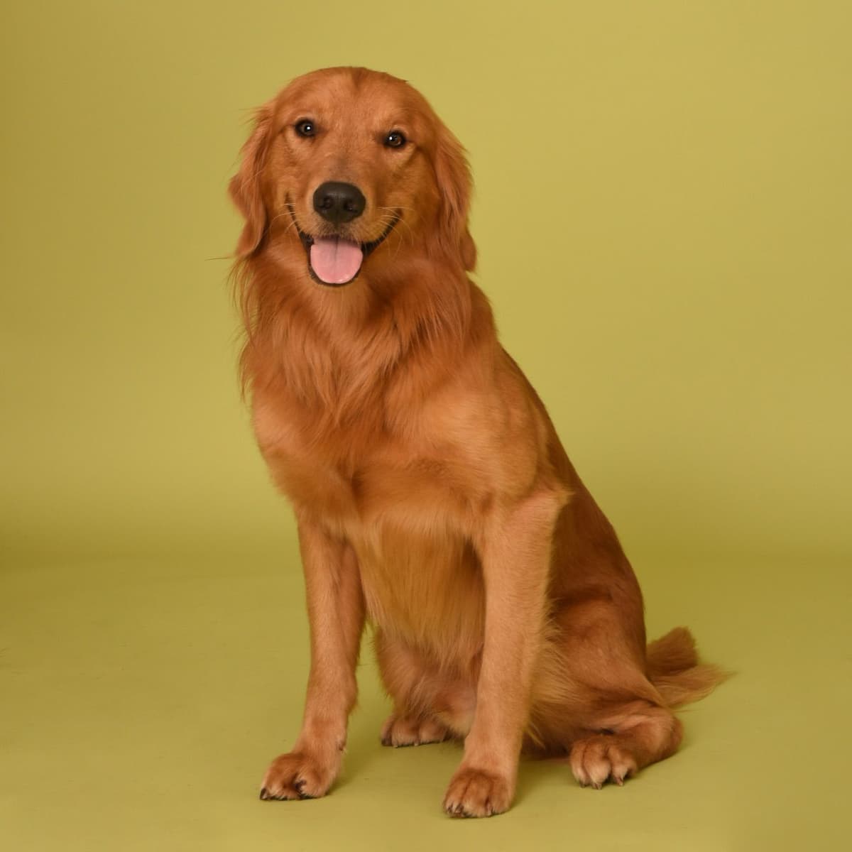 Golden Retriever Puppy breeder image 1