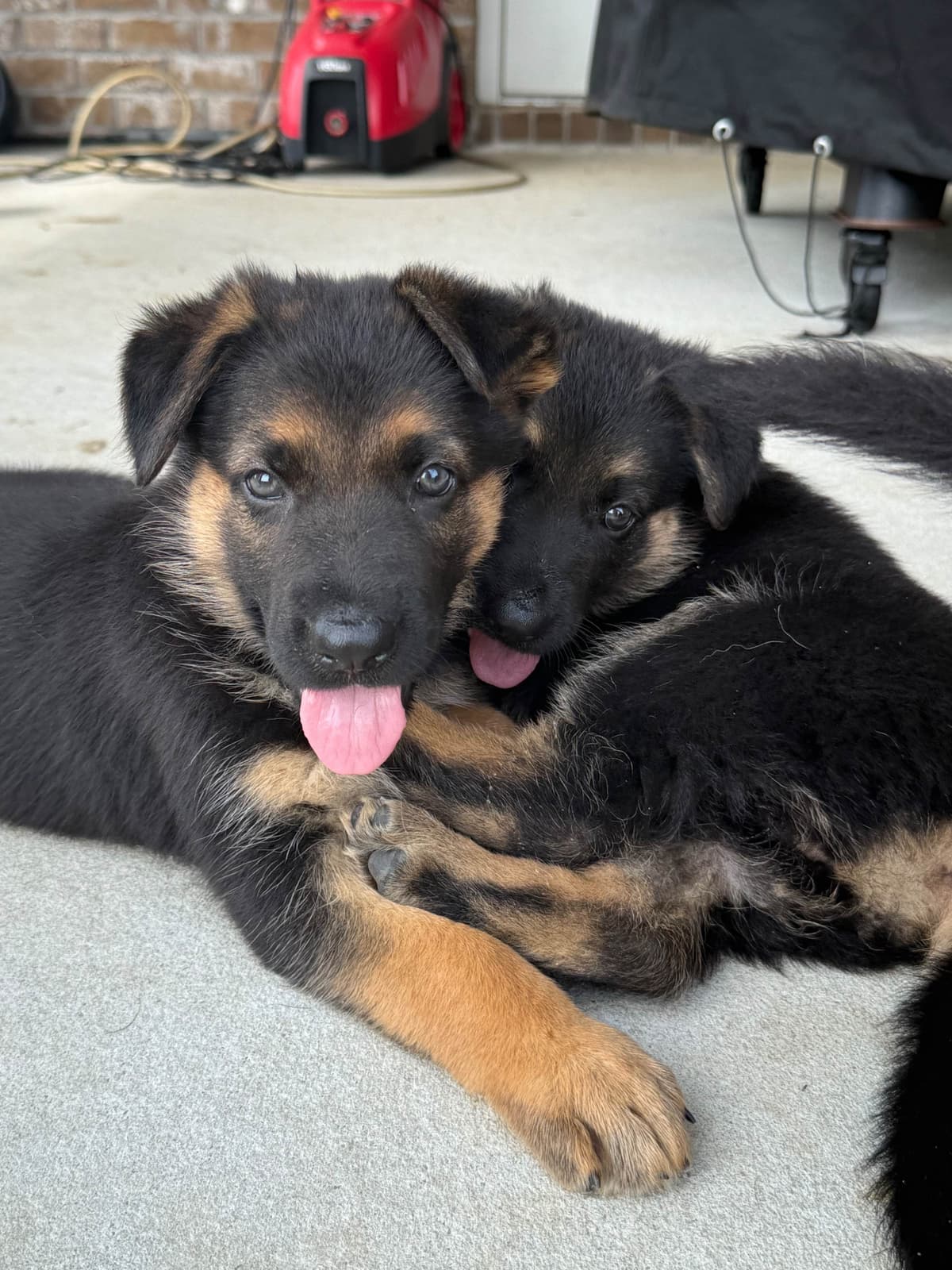 German Shepherd Dog Puppies breeder image 26