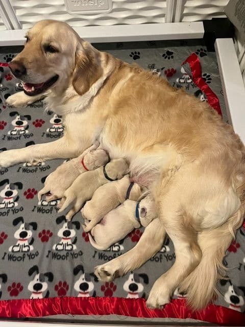 Golden Retriever Puppies breeder image 3