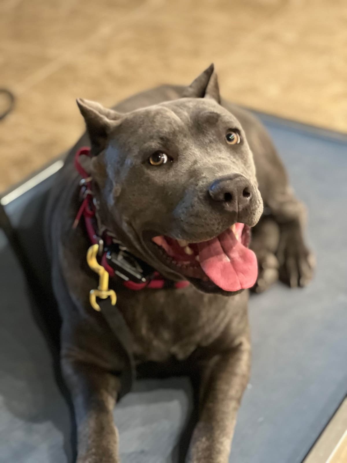 Cane Corso Puppies breeder image 5