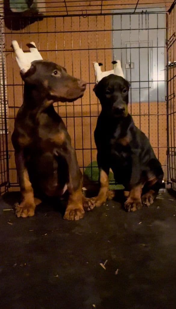 Doberman Pinscher Puppies breeder image 4