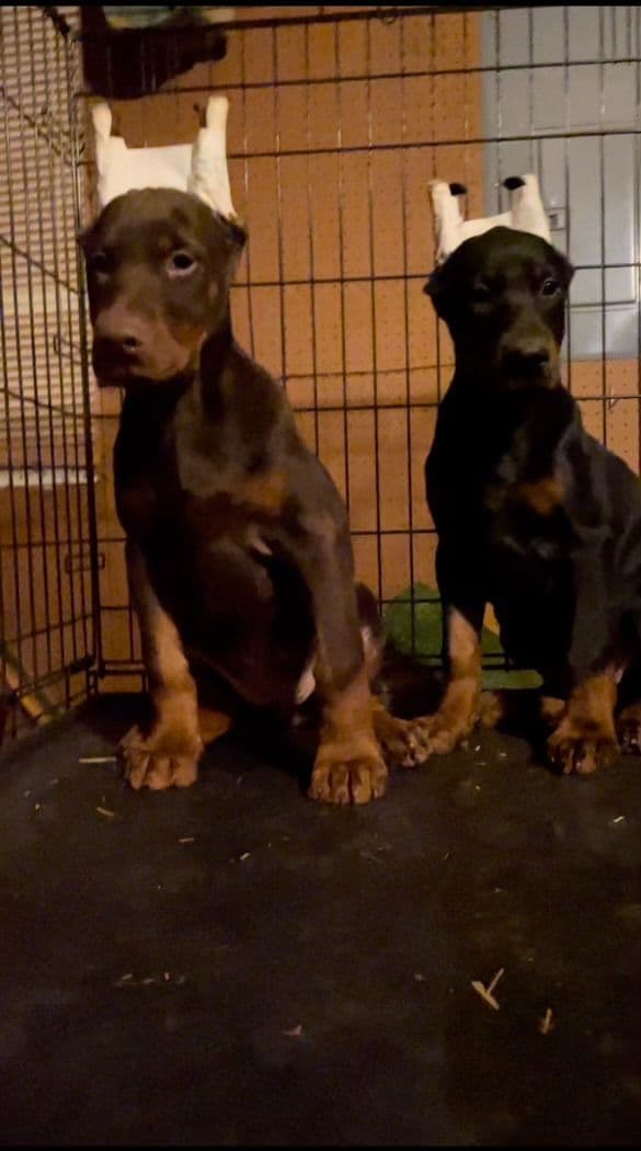Doberman Pinscher Puppies breeder image 6