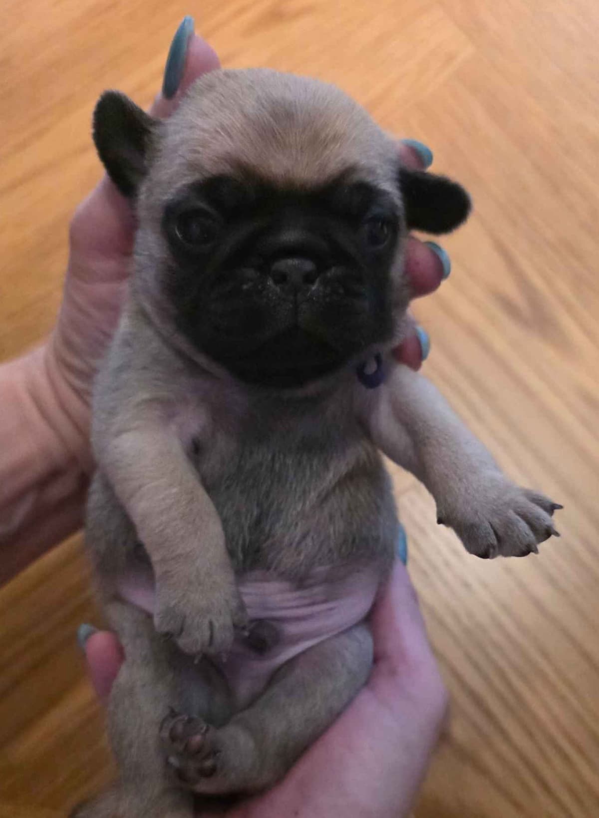Shavitsky's Perfect Pugs breeder image 12