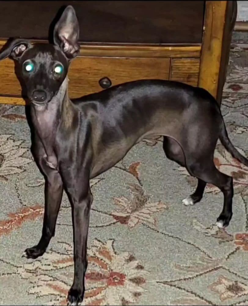 Italian Greyhound Puppies 2 females still available breeder image 1