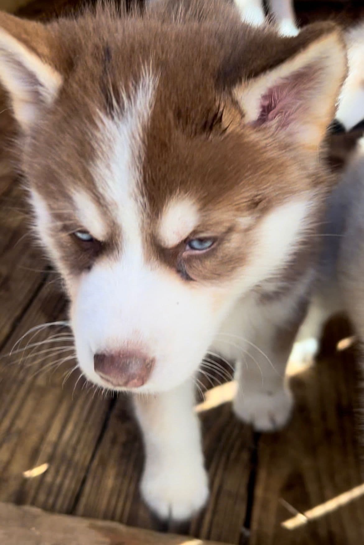 Siberian Husky Puppies breeder image 8