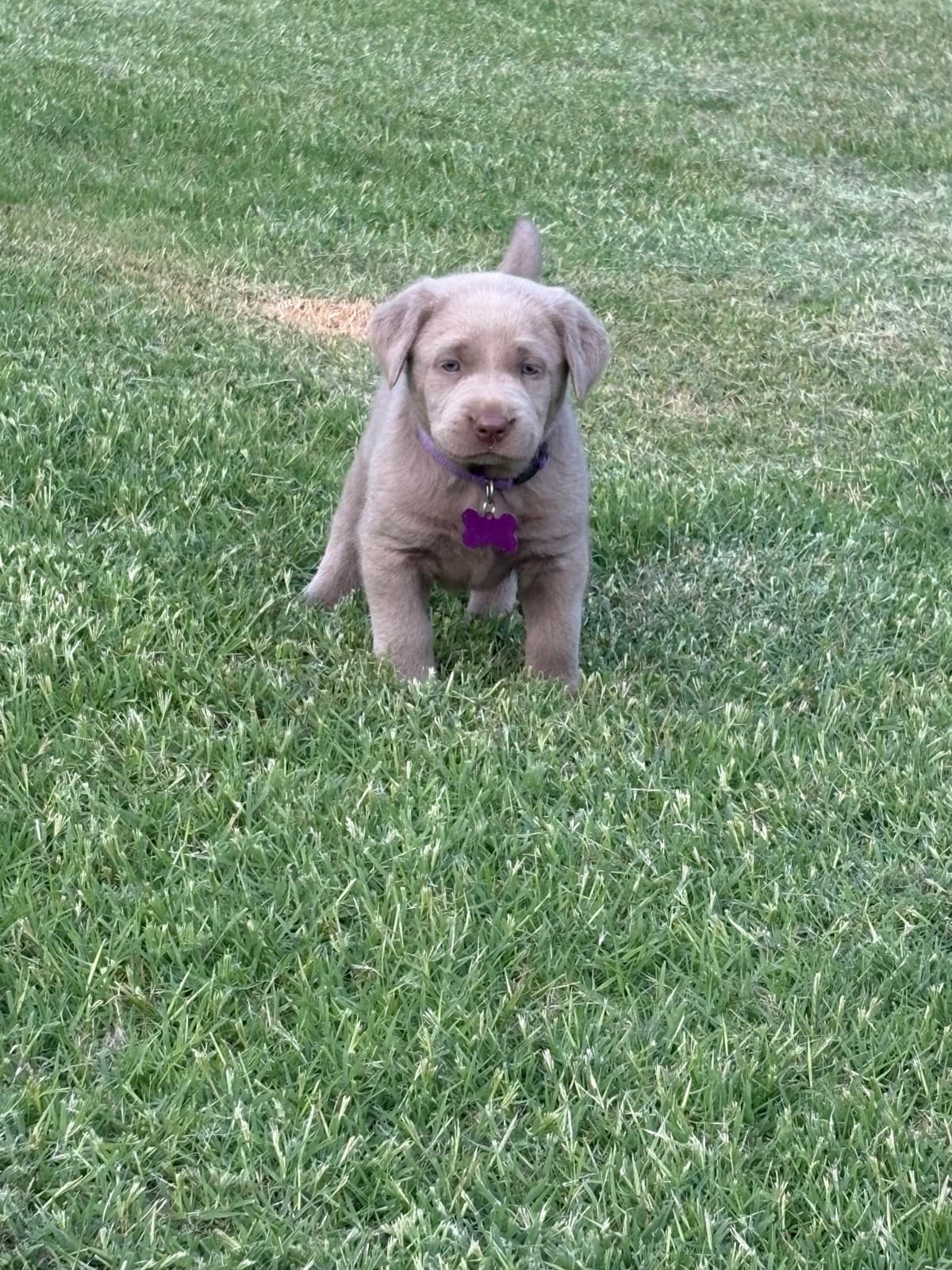 Silver Labrador Retriever Puppies breeder image 28