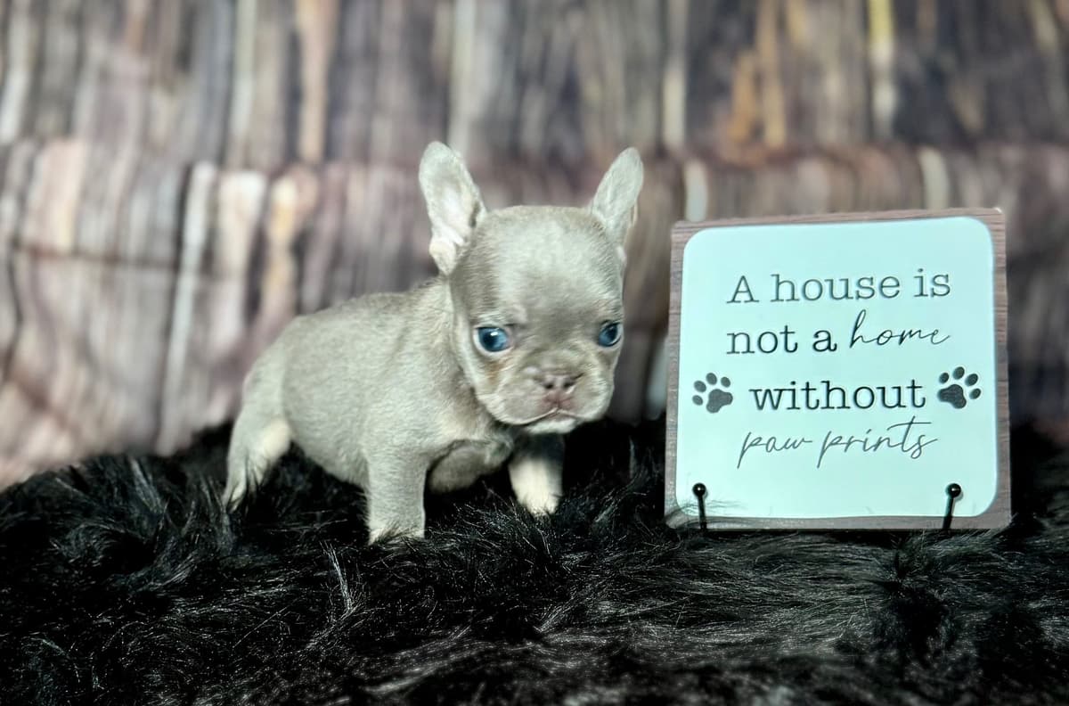 French Bulldog Puppies breeder image 5
