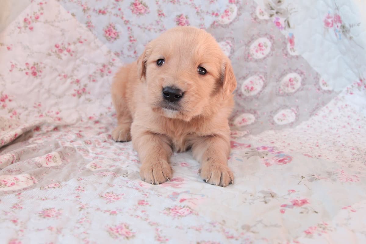 Golden Retriever Puppies-all have found a home breeder image 6