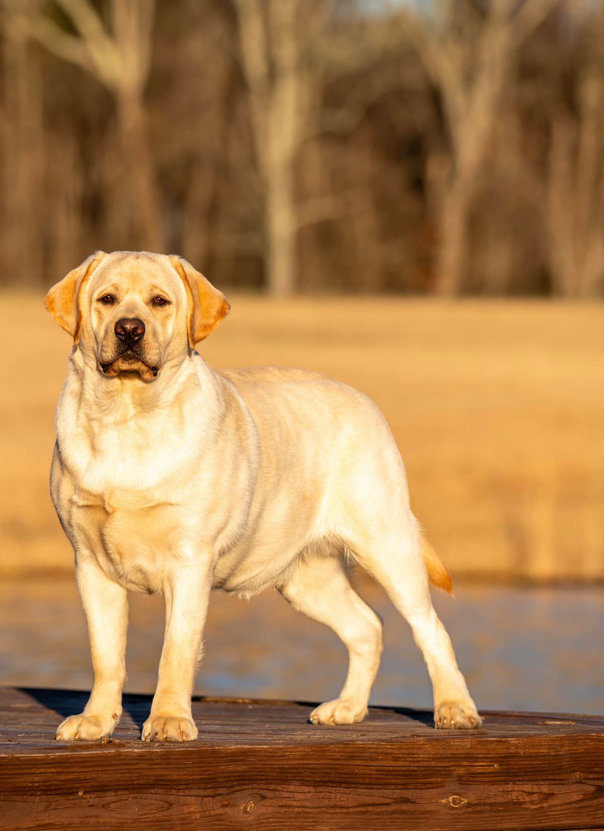 English Labrador Champion Bloodline Puppies breeder image 3